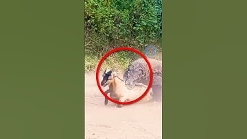 VÌ SAO VẾT CẮN CỦA RỒNG KOMODO RẤT NGUY HIỂM | 😨 #fact #amazingfacts #thaukinhdongvat