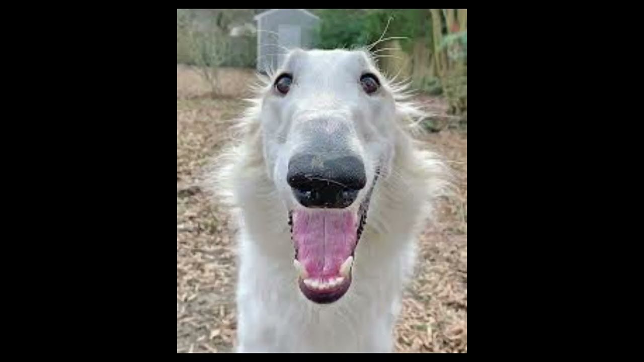 Long nose dog compilation 2