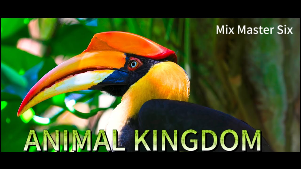 Animal Kingdom 4K  video - Mix Master Six With mixkit Music