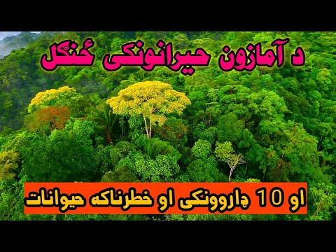 د آمازون حیرانوونکی ځنګل وپېژنئ د نړۍ تر ټولو لوی ځنګل Amazon Forest