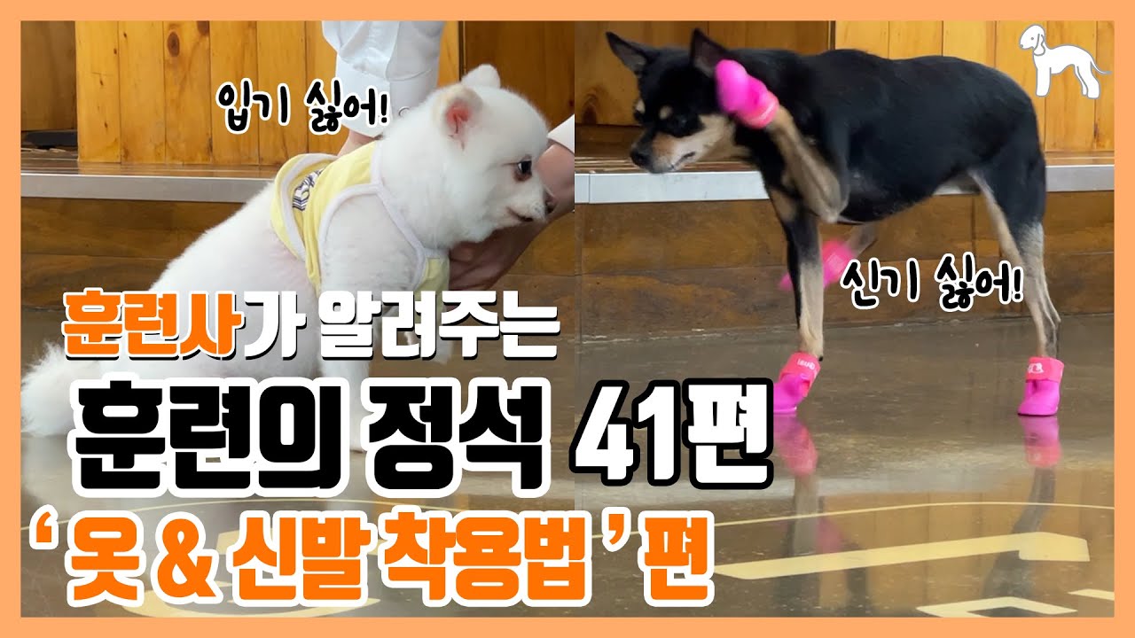 Pet TV 41 Dog Training pet-tv-41-dog-training