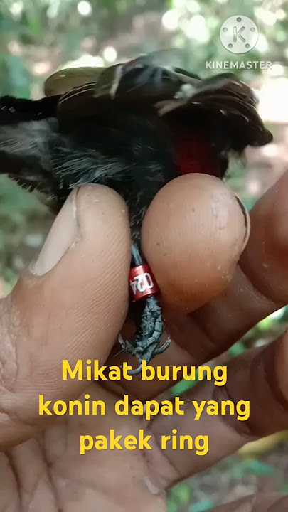 Mikat burung konin/kolibri ninja dapat yang super