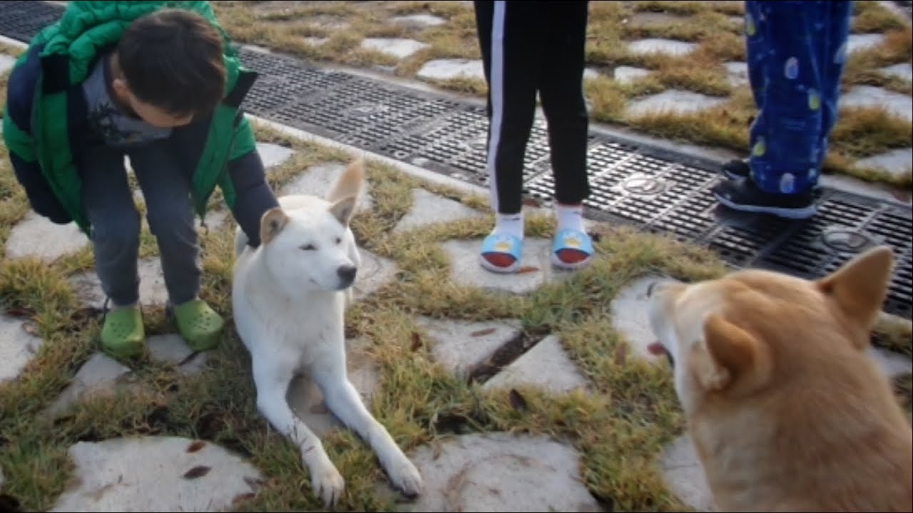 Jindo dog ,Jang Guem escaped her house again n met new friend