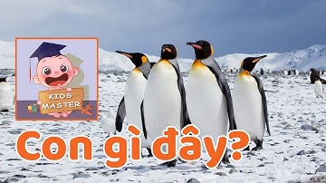 DẠY BÉ HỌC CON VẬT  |TÌM HIỂU VỀ CON CHIM CÁNH CỤT (PENGUIN) | GIÁO DỤC SỚM CHO BÉ | KIDS MASTER