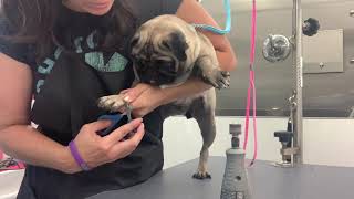 Pug Puppy | First Time at the Salon by melissa the groomer 1,877 views 2 years ago 15 minutes