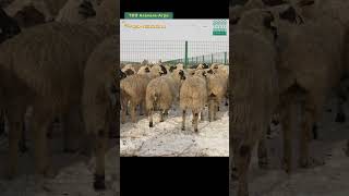 10 000 овец на холодном откорме #shorts #казахстан #овцы