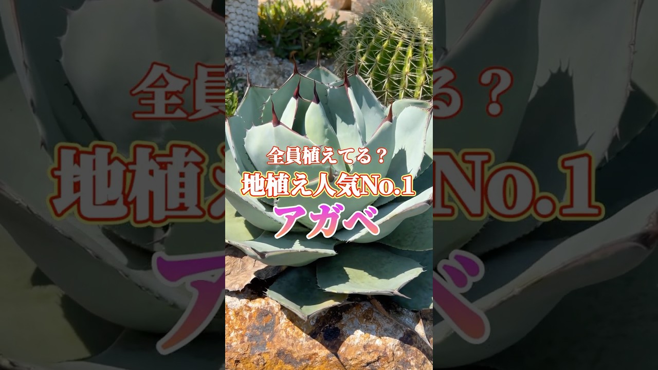 パリー・トランカータ】地植えにオススメしたいアガベNo.1！ドライ