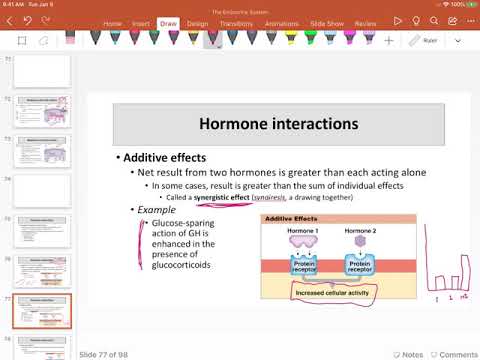 13 Hormone Interactions