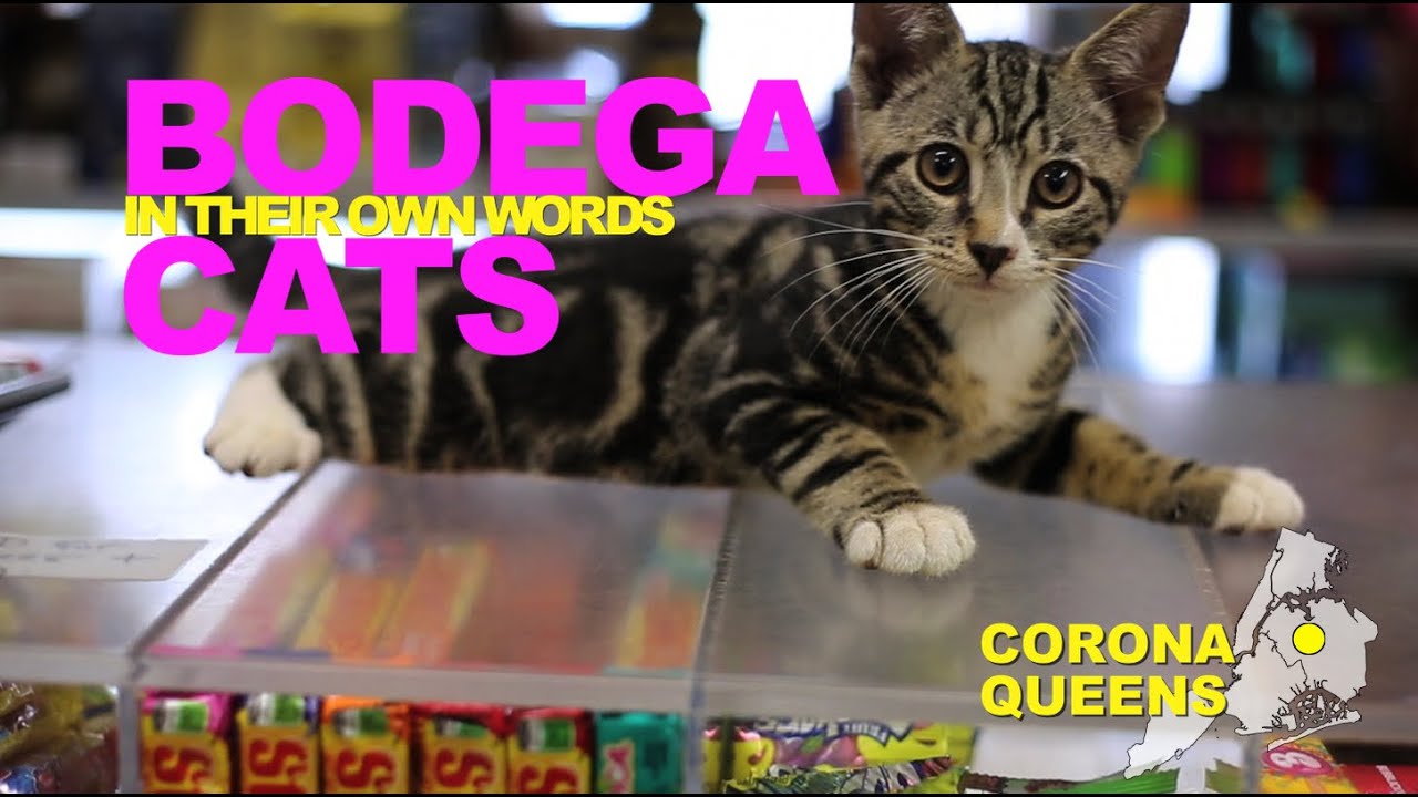 Bodega Cats In Their Own Words: Gus of Corona, Queens