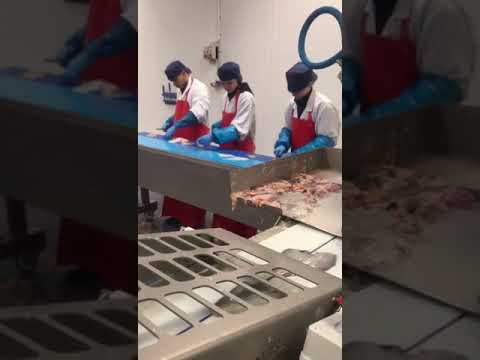 2017 Baader 176 flatfish filleting machine