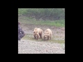 Жители Камчатки продолжают прикармливать придорожных медведей