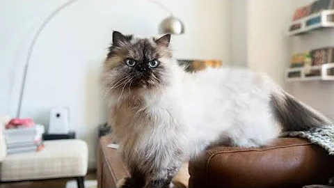 Watch the video about Himalayan and persian cat adult and kittens for sale in Bangalore