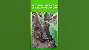 Mẹo trồng chuối bất chấp mùa mưa