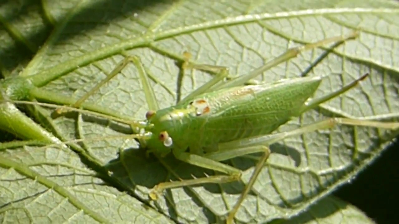 Bush Oak cricket -  Meconema thalassinum -  Grashüpfer - Runnakrybba - Beinvængjur - Skordýr