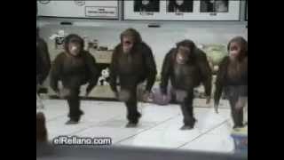 Riverdance monkeys remixed