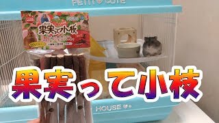 ジャンガリアンハムスター　ムサシ33　果実って小枝【Lovely Hamster Musashi】