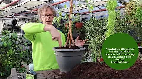 Wie bekommt mein Ficus wieder Blätter?