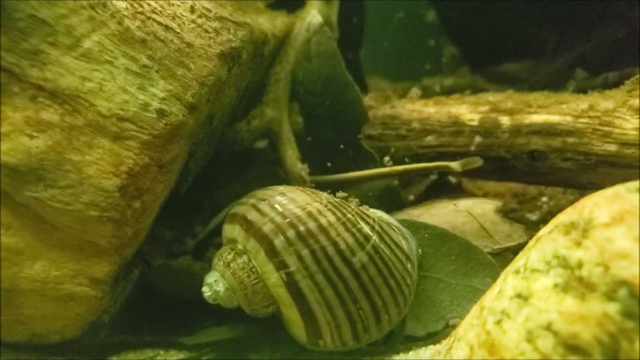 #BADC2022 / Eastern edge of Macuruco Lagoon, tributary of the Rio Orinoco, Venezuela, 360 L