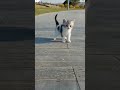 #cats #catslover #cute #cutekitten 😍😍❤️❤️