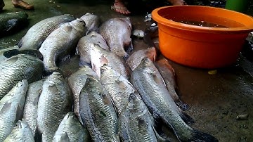 MT/thuốc vuông tôm,toàn cá chẽm,cá ngát khủng mỗi con nặng gần 10 kg