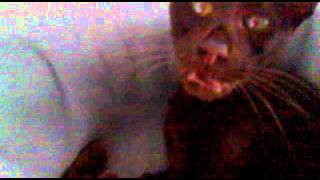 Havana brown cat is lazy. by Ghostnet99 888 views 12 years ago 55 seconds