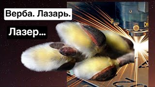 Верба. Лазарь. Лазер...