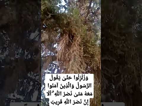 الر س ول و ال ذ ين آم ن وا م ع ه م ت ى ن ص ر الل ه أ ل ا إ ن ن ص ر الل ه ق ر يب