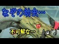 巨大クワガタの産卵木から出てきたなぞの幼虫が不可解だった…カブトムシ＋クワガタ（くろねこチャンネル）