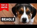 Beagle - Top 10 Facts の動画、YouTube動画。