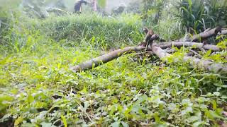 Menulusuri ...Sarang Burung Perkutut