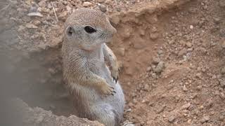 Round-tailed Ground Squirrel - Mark Storto Nature Clips
