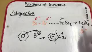 Halogenation of Benzene