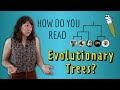 How do you read Evolutionary Trees?