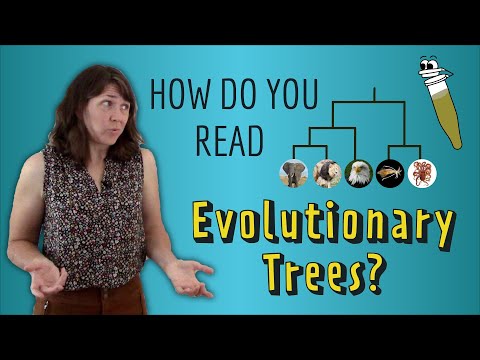 How do you read Evolutionary Trees?