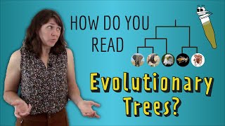 How do you read Evolutionary Trees?