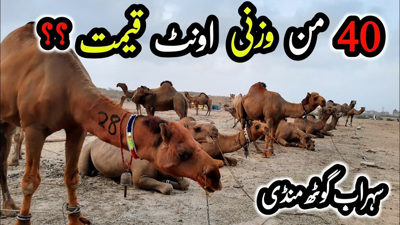 Sohrab Goth Camel Mandi Latest Rates Update | Bakra Eid 2022 | Camel Market Karachi | InfoTainment