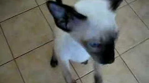 Watch the video about Neo the talking Siamese Kitten
