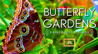 AMAZING Butterfly Gardens & Peaceful Rainforest Sounds | NO MUSIC - Nature Sounds