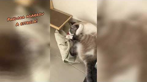 A linha da Yeowwww é 100% recheada de Catnip Orgânico americano