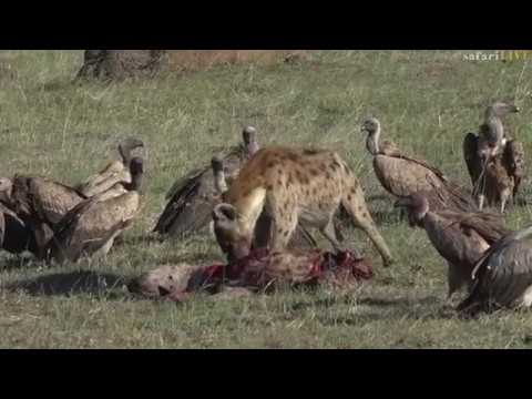 Hyena eats one of its own