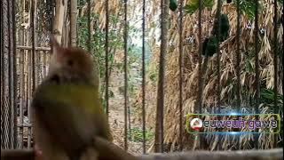 burung ciang ciang betina memanggil jantan