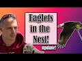 Eaglets in the nest! | Wildlife | Nesting Pair of Bald Eagles | Update