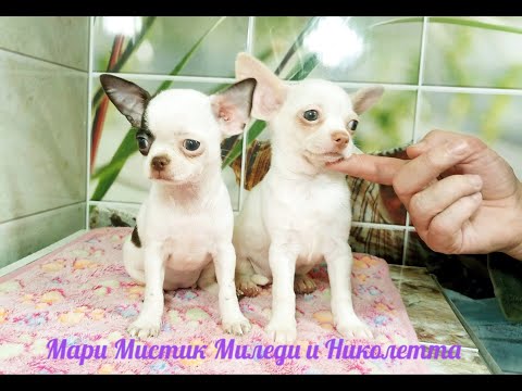 Vídeo: Shopping Window Window: SPCA I Macy’s S’uneixen Per A La 24a Campanya Anual D’adopció D’animals De Companyia