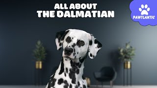 All About the DALMATIAN  Traits and Training! | Dog Facts