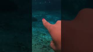 Jo Franco, Orlando & The Manatees | The Next Turn by Expedia