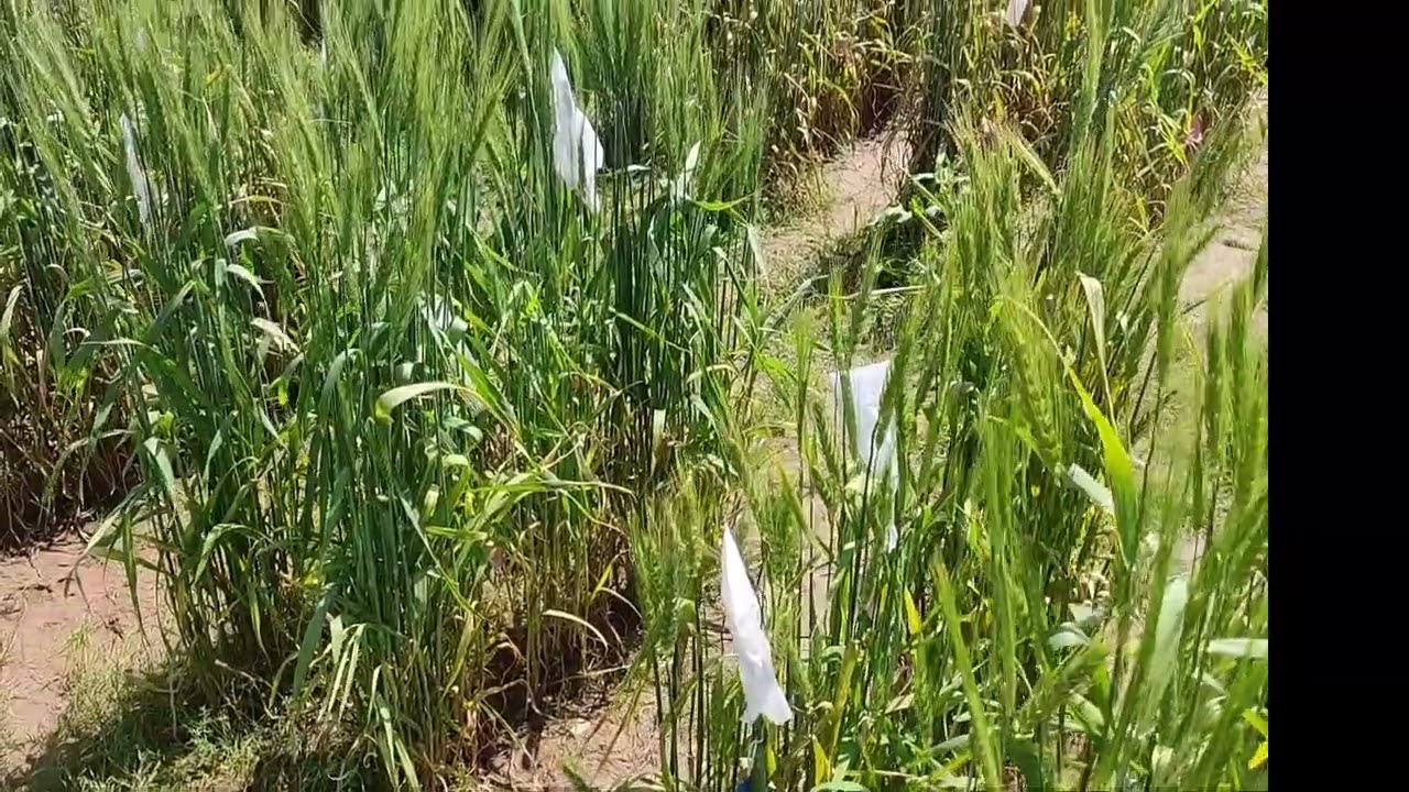 CWV Variety Karnal bunt of wheat Scientific name tilletia indica glycerine cover