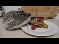 African Pygmy Hedgehog eats Birthday Pancake :)