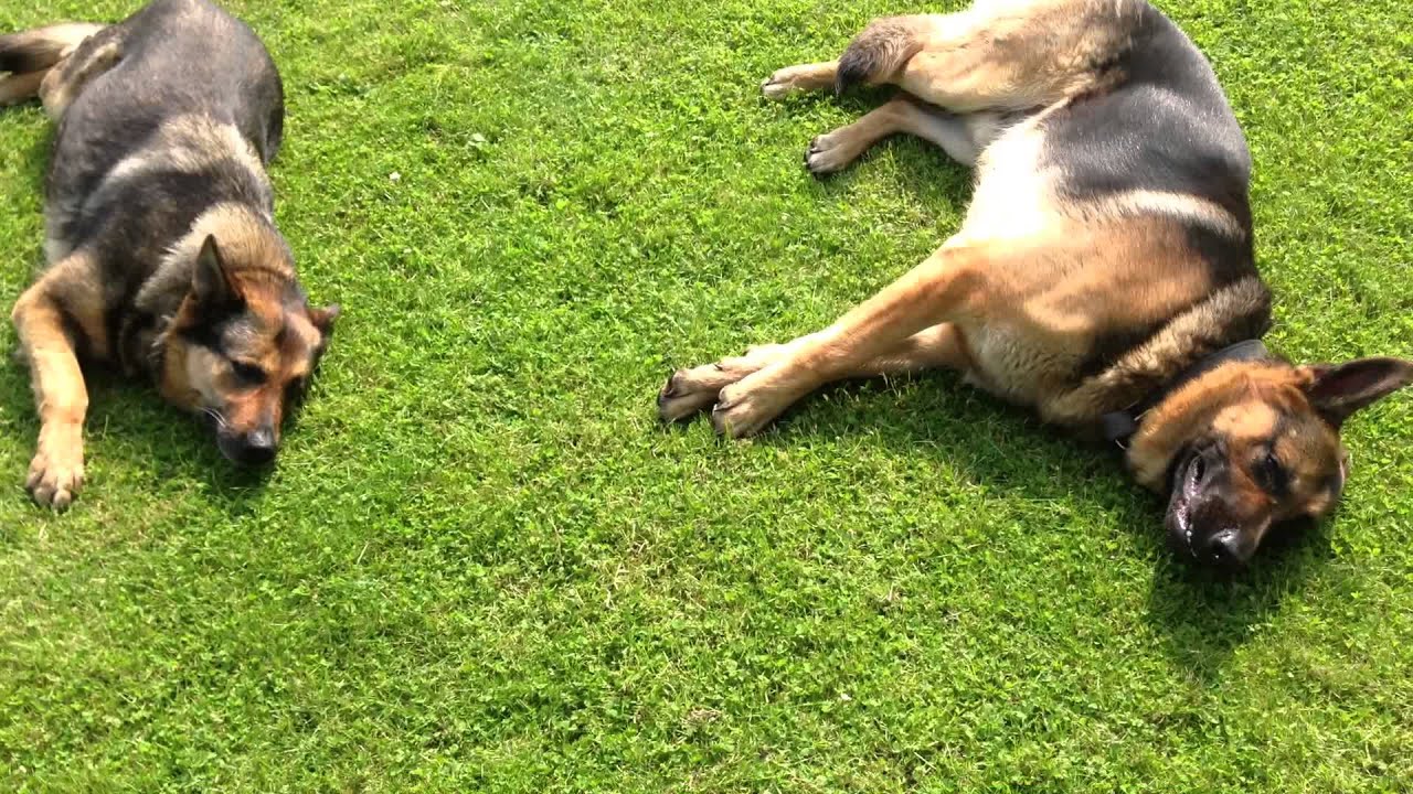 Newbury Lodge Dog Training - Lexi and Quaide shot :-) - YouTube
