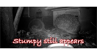 Hedgehog. Stumpy Still Appears