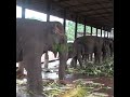 Elephants at Pinnawala Elephant Orphanage | ピンナワラ象孤児院の象 | Wildlife | Animals | Elephants #shorts